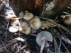 Mycena overholtsii