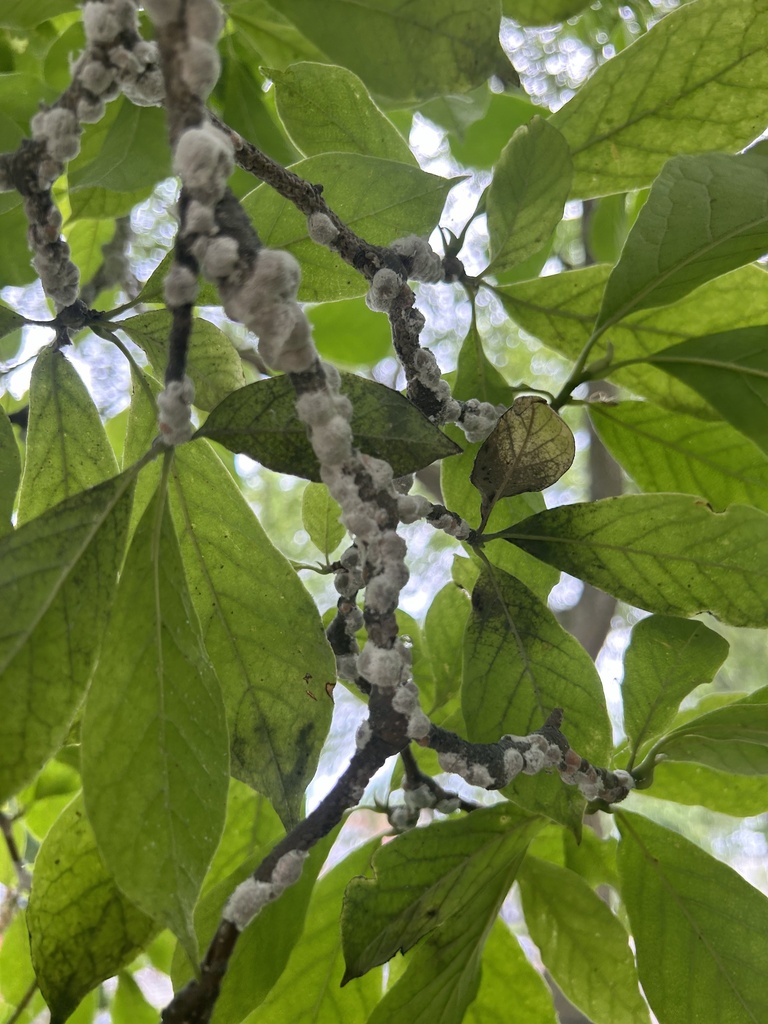 Magnolia Scale Insect Magnolia scale from N Downer Ave, Milwaukee, WI, US on July 28, 2024 at ...