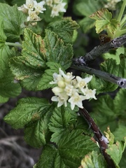 Ribes wolfii