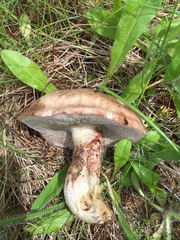 Suillus elbensis