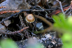 Auriscalpium umbella