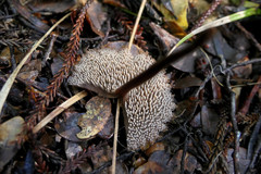 Auriscalpium umbella