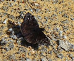 Erynnis juvenalis juvenalis