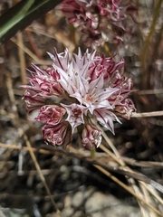 Allium lacunosum