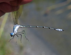 Lestes eurinus