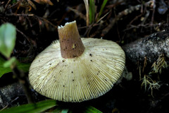 Russula tawai