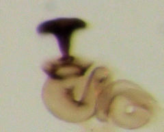 Acrotrichis insularis