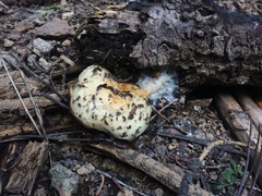 Pholiota olivaceophylla