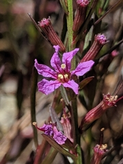 Lythrum californicum