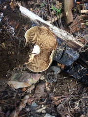 Pholiota olivaceophylla