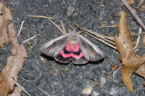 Herodias Underwing photo 4