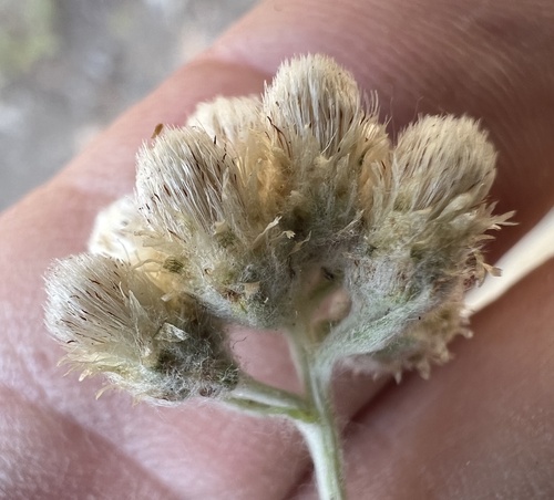 Antennaria rosea iNat (3)