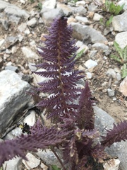 Pedicularis procera