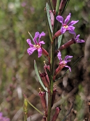 Lythrum californicum