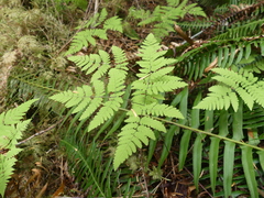 Gymnocarpium dryopteris