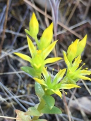 Sedum radiatum