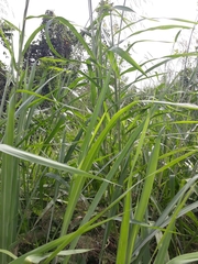 Poaceae
