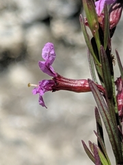 Lythrum californicum