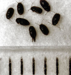 Acrotrichis insularis