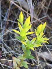 Sedum radiatum