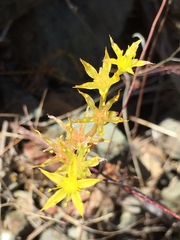 Sedum radiatum
