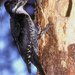 Black-backed Woodpecker - Photo (c) Mark Peck, some rights reserved (CC BY-NC-SA)