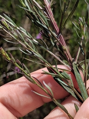 Lythrum californicum