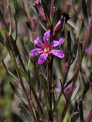 Lythrum californicum