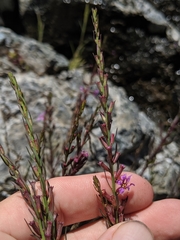 Lythrum californicum