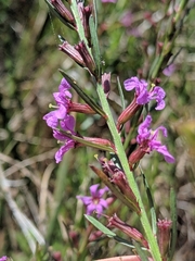 Lythrum californicum