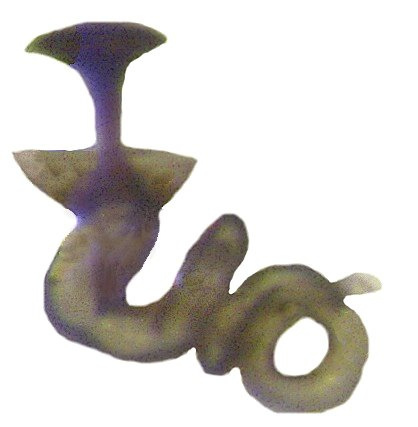 Acrotrichis insularis