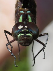 Gomphaeschna antilope