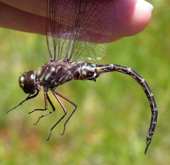 Gomphaeschna antilope
