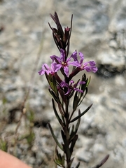 Lythrum californicum