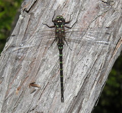 Gomphaeschna antilope