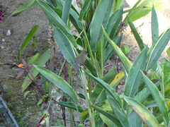 Synallaxis brachyura