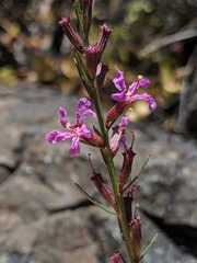 Lythrum californicum