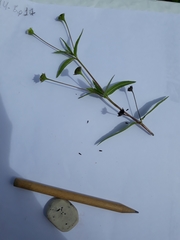 Spermacoce verticillata