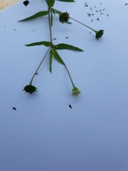 Spermacoce verticillata