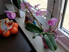 Phalaenopsis