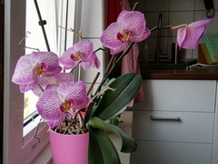 Phalaenopsis