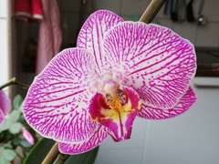 Phalaenopsis