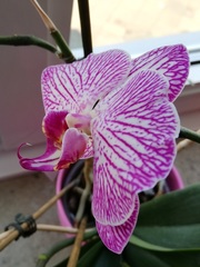 Phalaenopsis