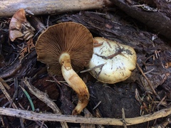 Pholiota olivaceophylla