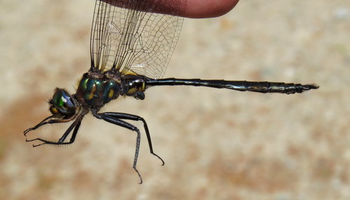 Williamson's Emerald photo 3