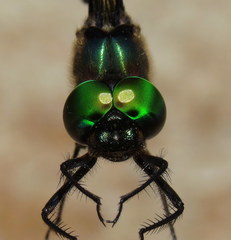 Somatochlora williamsoni
