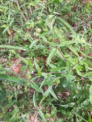 Spermacoce verticillata