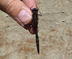 Somatochlora williamsoni