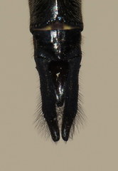 Somatochlora williamsoni