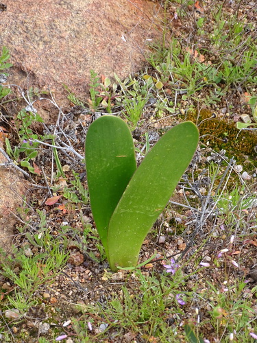 Image of Haemanthus amarylloides by (c) Shaun Swanepoel, some rights reserved (CC BY)